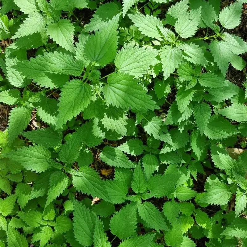 Foglie di piante officinali in primo piano